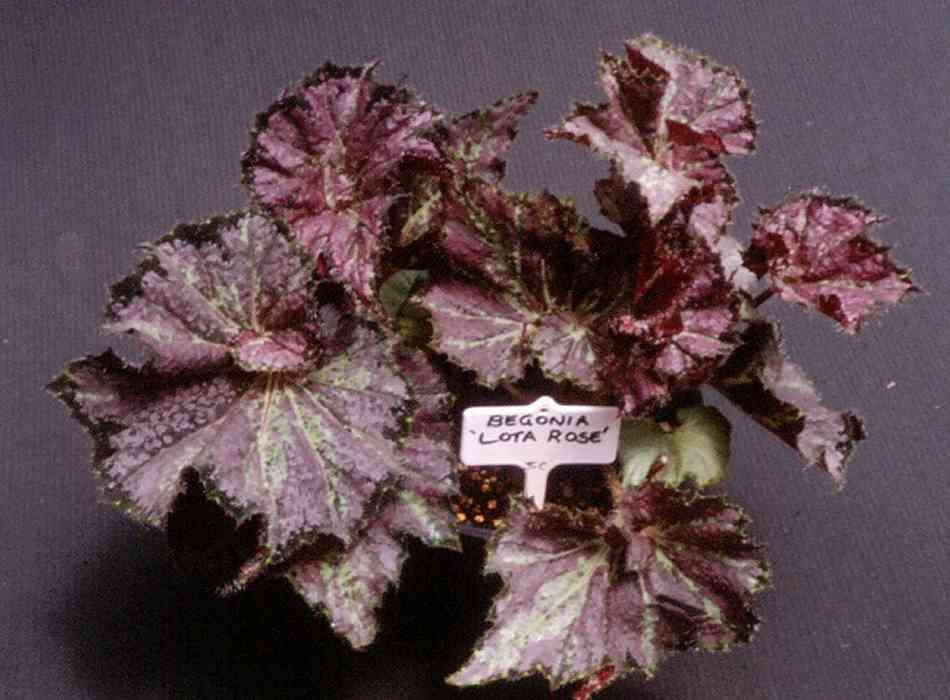 B. ‘Lota Rose’